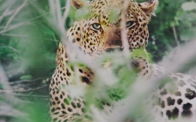The Leopard Next Door  (with notes on how not to catch a leopard)
