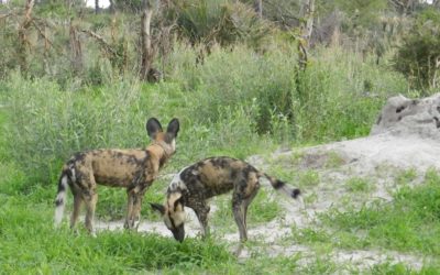 CHANGING OF THE GUARD: DISPERSAL, OLD, AND NEW WILD DOG PACKS