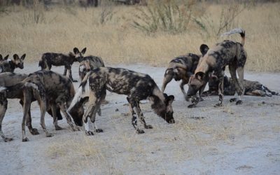 BREAKTHROUGH IN BOTSWANA – SHARED SCENT MARKING SITES ARE THE KEY TO COMMUNICATION BETWEEN AFRICAN WILD DOG PACKS