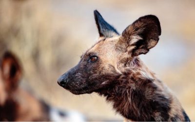 Movement ecology of African wild dogs (Lycaon pictus)